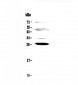 Anti-Factor D Picoband Antibody